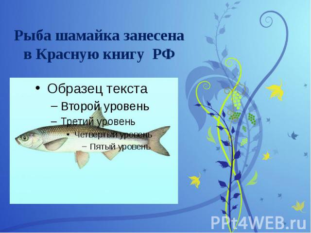Рыба шамайка занесена в Красную книгу РФ