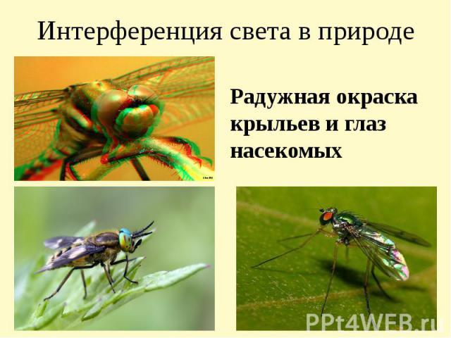 Интерференция света в природе Радужная окраска крыльев и глаз насекомых