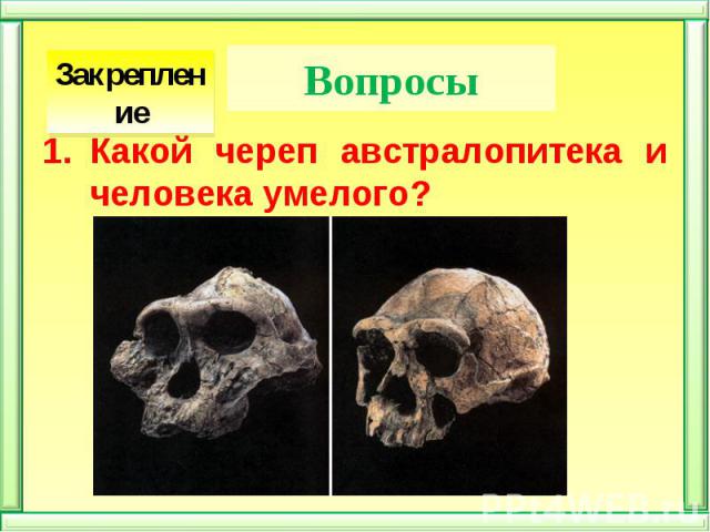 Какой череп австралопитека и человека умелого? Какой череп австралопитека и человека умелого?