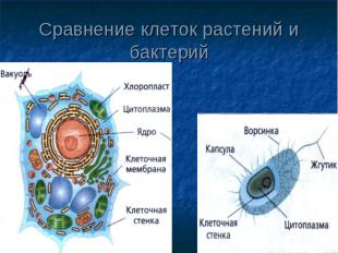Сравнение клеток растений и бактерий