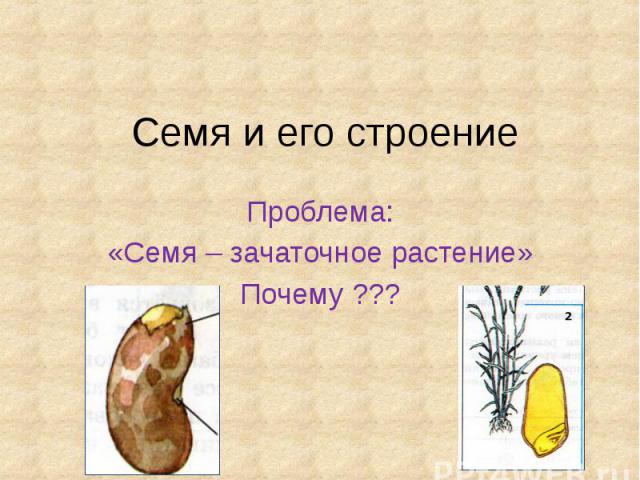 Семя и его строение Проблема: «Семя – зачаточное растение» Почему ???