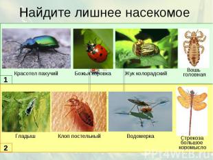 Найдите лишнее насекомое