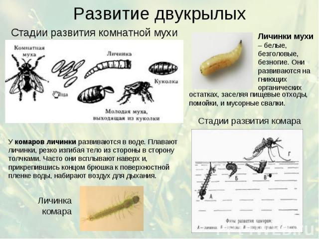 Развитие двукрылых Стадии развития комнатной мухи