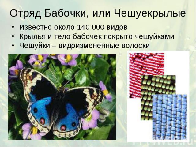 Отряд Бабочки, или Чешуекрылые Известно около 140 000 видов Крылья и тело бабочек покрыто чешуйками Чешуйки – видоизмененные волоски