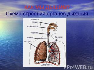 КАК МЫ ДЫШИМ? Схема строения органов дыхания
