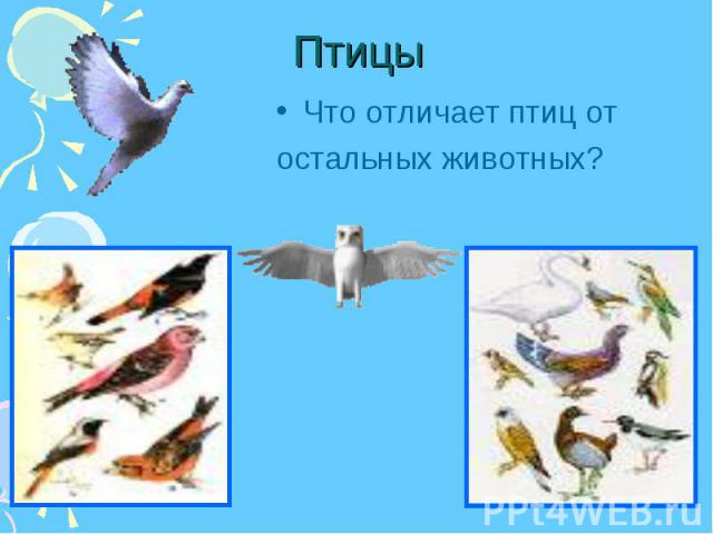 Что отличает птиц от Что отличает птиц от остальных животных?