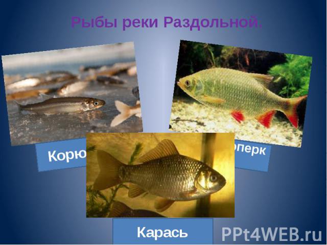 Рыбы реки Раздольной.
