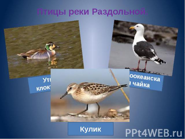 Птицы реки Раздольной.