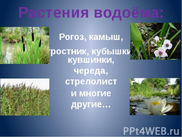 Растения водоёма: