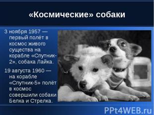 «Космические» собаки 3 ноября 1957 — первый полёт в космос живого существа на ко