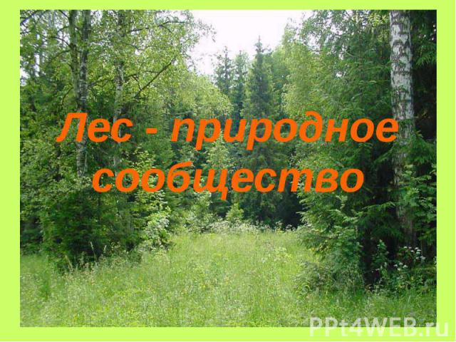 Лес - природное сообщество