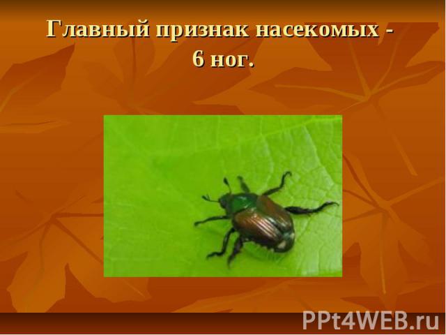 Главный признак насекомых - 6 ног.