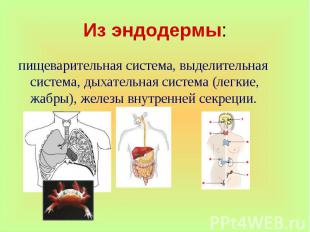 пищеварительная система, выделительная система, дыхательная система (легкие, жаб
