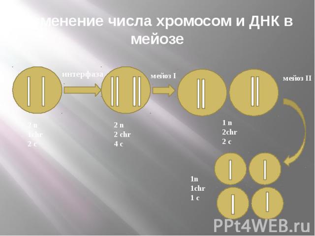 Изменение числа хромосом и ДНК в мейозе