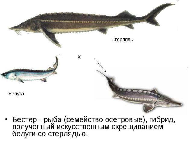 Бестер - рыба (семейство осетровые), гибрид, полученный искусственным скрещиванием белуги со стерлядью. Бестер - рыба (семейство осетровые), гибрид, полученный искусственным скрещиванием белуги со стерлядью.