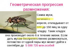 Геометрическая прогрессия размножения: Самка мухи, начиная с апреля, откладывает