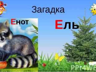 Загадка Енот