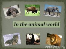 "В мире животных".