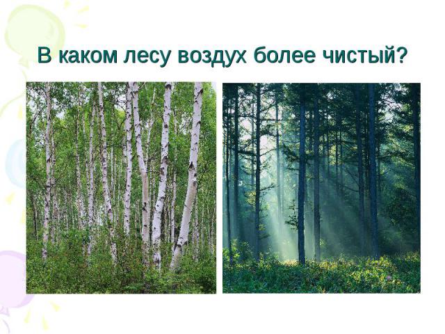В каком лесу воздух более чистый?
