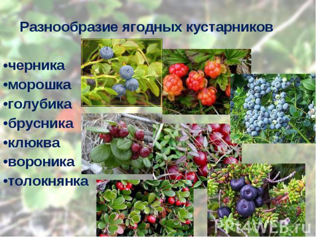 Разнообразие ягодных кустарников Разнообразие ягодных кустарников черника морошка голубика брусника клюква вороника толокнянка