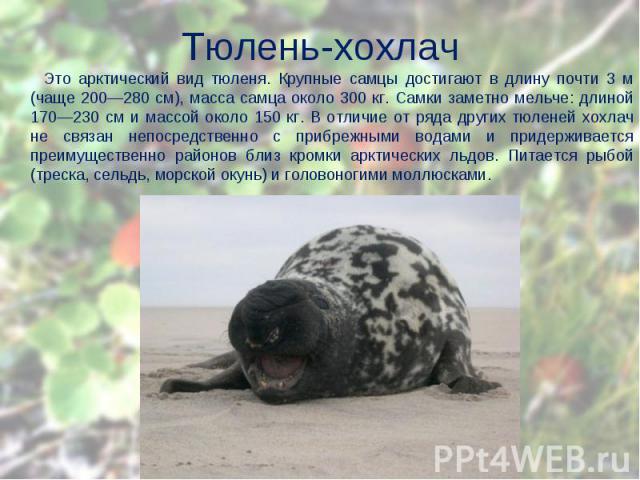 Это арктический вид тюленя. Крупные самцы достигают в длину почти 3 м (чаще 200—280 см), масса самца около 300 кг. Самки заметно мельче: длиной 170—230 см и массой около 150 кг. В отличие от ряда других тюленей хохлач не связан непосредственно с при…