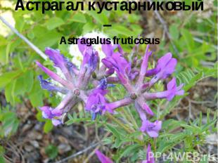 Астрагал кустарниковый – Astragalus fruticosus