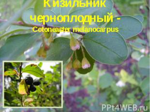 Кизильник черноплодный - Cotoneaster melanocarpus
