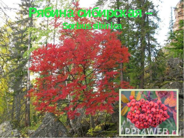 Рябина сибирская – Sorbus sibirica