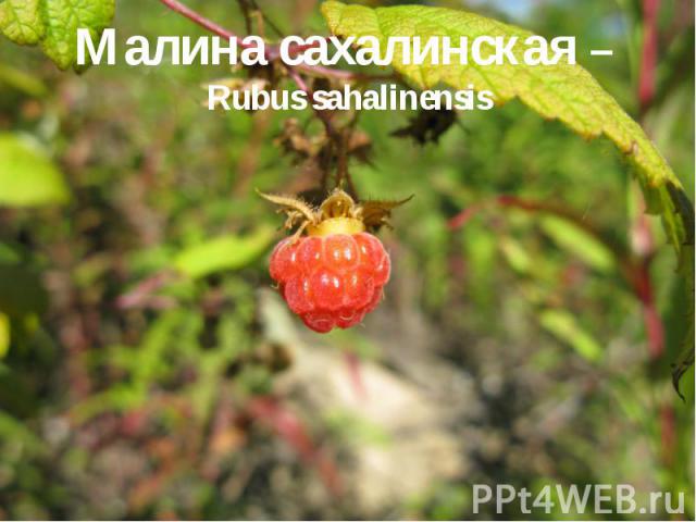 Малина сахалинская – Rubus sahalinensis