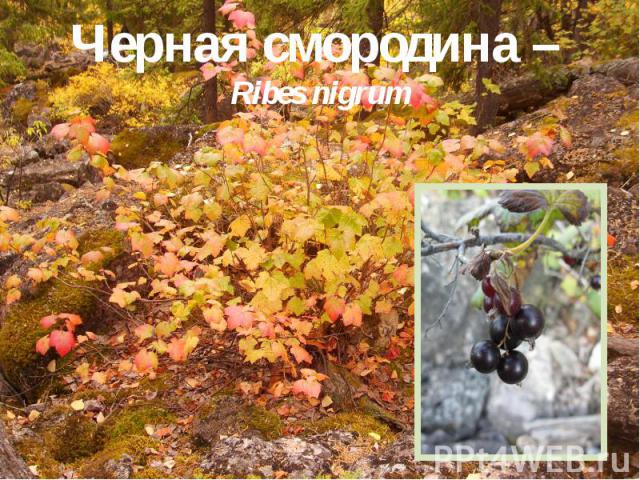 Черная смородина – Ribes nigrum