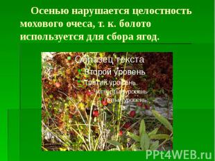 Осенью нарушается целостность мохового очеса, т. к. болото используется для сбор