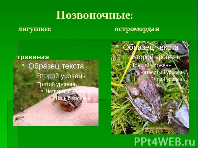 Позвоночные: лягушки: остромордая травяная