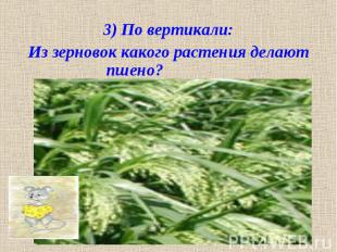 3) По вертикали: Из зерновок какого растения делают пшено?