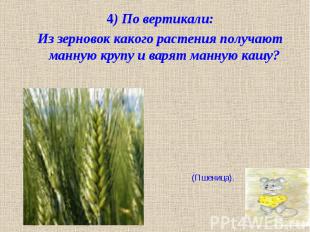 4) По вертикали: 4) По вертикали: Из зерновок какого растения получают манную кр