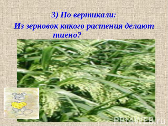 3) По вертикали: Из зерновок какого растения делают пшено?