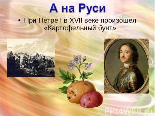 При Петре I в XVII веке произошел «Картофельный бунт» При Петре I в XVII веке пр