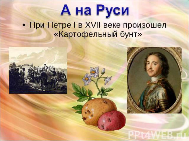 При Петре I в XVII веке произошел «Картофельный бунт» При Петре I в XVII веке произошел «Картофельный бунт»