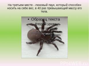 На третьем месте - люковый паук, который способен носить на себе вес, в 40 раз п