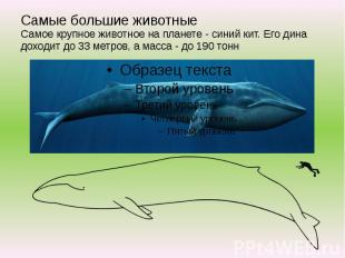 Самые большие животные Самое крупное животное на планете - синий кит. Его дина д
