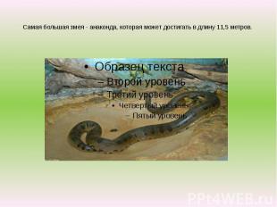 Самая большая змея - анаконда, которая может достигать в длину 11,5 метров.
