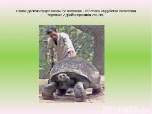 Самое долгоживущее наземное животное - черепаха. Индийская гигантская черепаха А