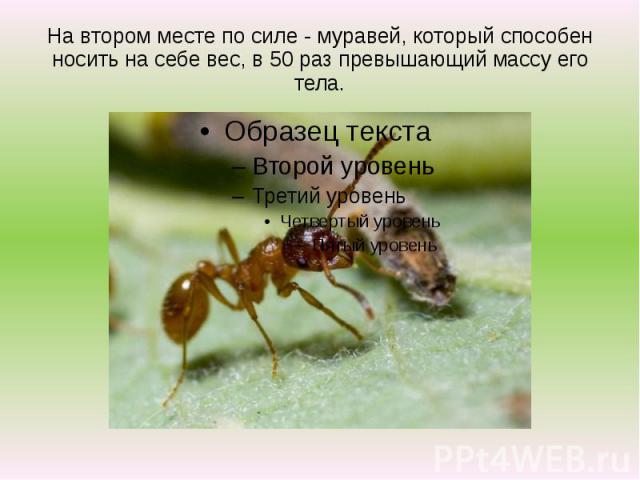 На втором месте по силе - муравей, который способен носить на себе вес, в 50 раз превышающий массу его тела.