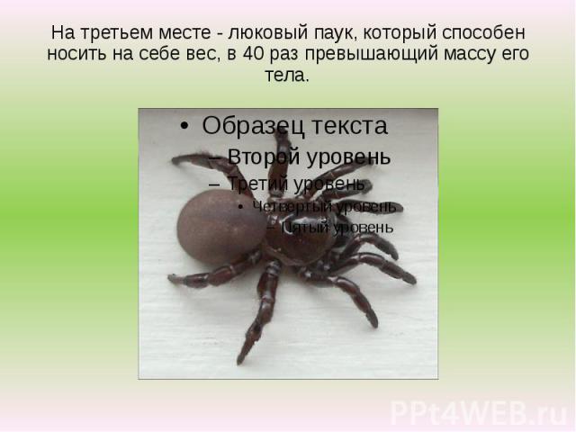 На третьем месте - люковый паук, который способен носить на себе вес, в 40 раз превышающий массу его тела.