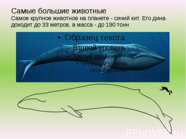Самые большие животные Самое крупное животное на планете - синий кит. Его дина доходит до 33 метров, а масса - до 190 тонн