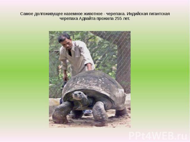 Самое долгоживущее наземное животное - черепаха. Индийская гигантская черепаха Адвайта прожила 255 лет.