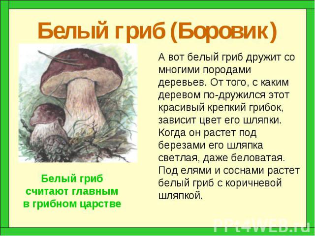 Белый гриб (Боровик)
