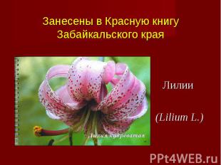 Лилии (Lilium L.)