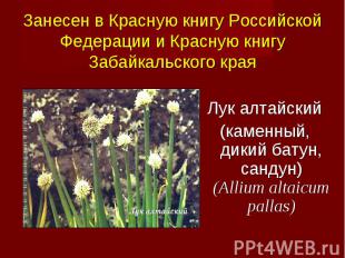 Лук алтайский (каменный, дикий батун, сандун) (Allium altaicum pallas)