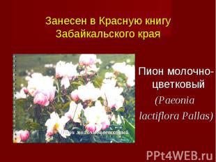 Пион молочно-цветковый (Paeonia lactiflora Pallas)