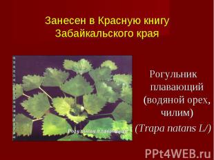 Рогульник плавающий (водяной орех, чилим) (Trapa natans L/)